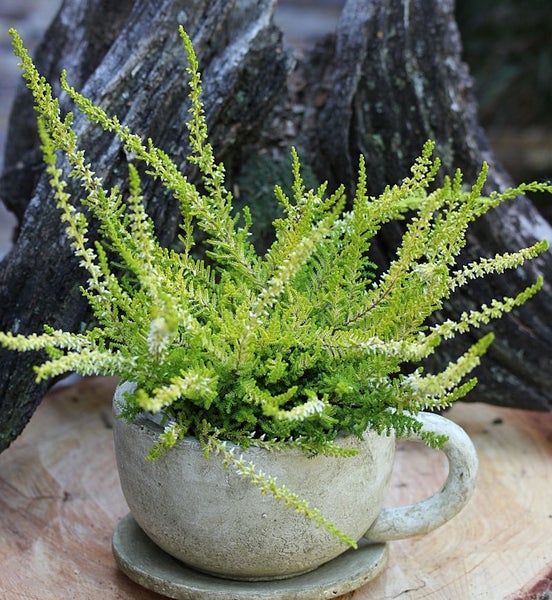 Besenheide in tasseförmigem Topf auf Untersetzer