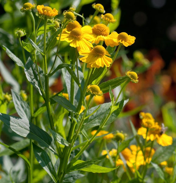 Echter Sonnenhut mit gelben Blüten und grünen Blättern