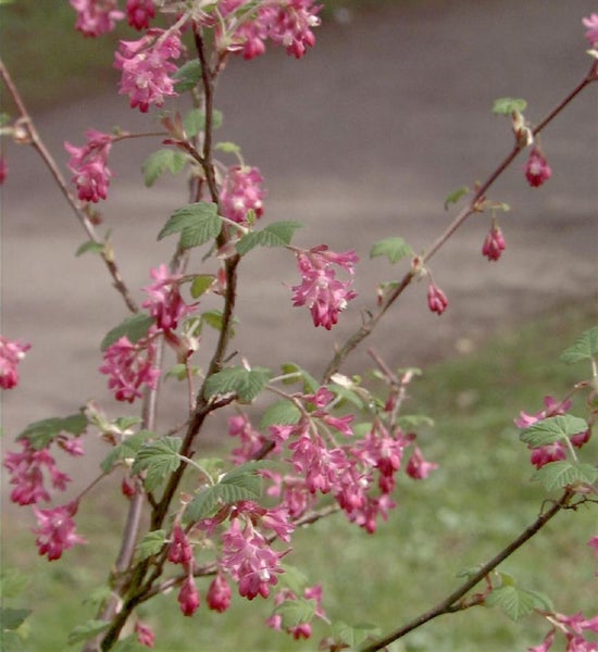 Blühende Zierjohannisbeere mit grünen Blättern