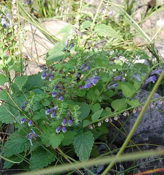Blühende Kriechende Scheitelblume im Garten