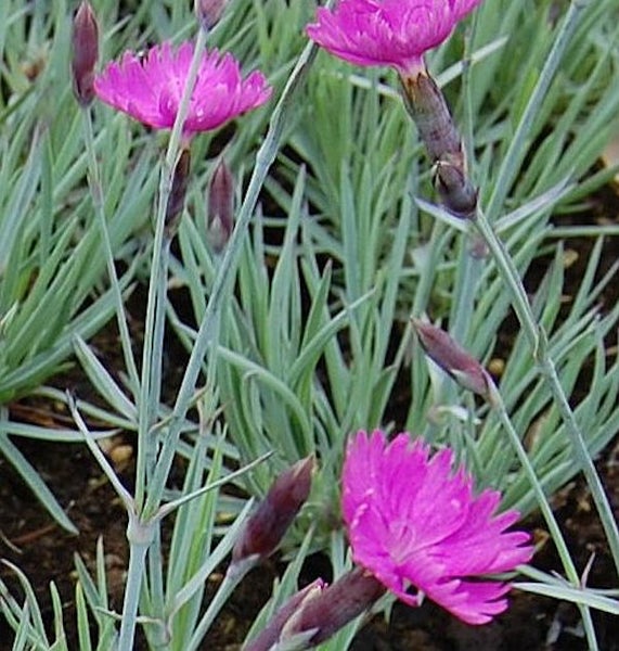 Nahaufnahme von Nelkenblüten im Garten