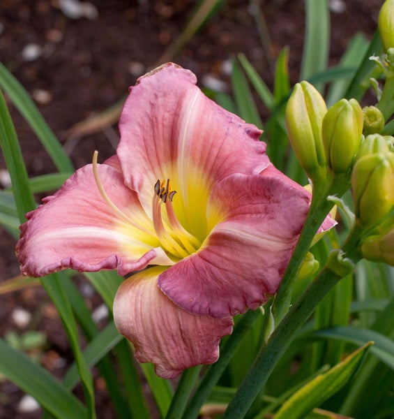 Nahaufnahme einer Taglilienblüte im Garten