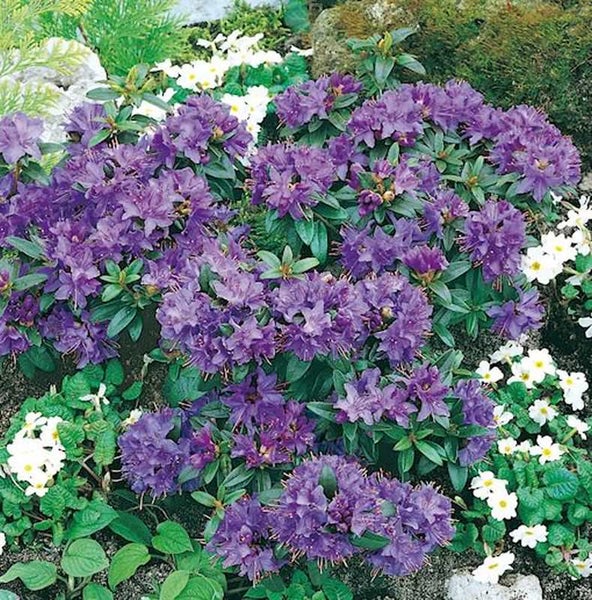 Lila Rhododendron im Gartenbeet