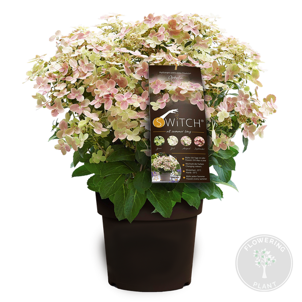 Bloomique - Hydrangea Switch Ophelia - Hortensie - Rosa, Weiß - Gartenpflanzen - Winterhart - 40-50 cm Hoch - Topf 19 cm