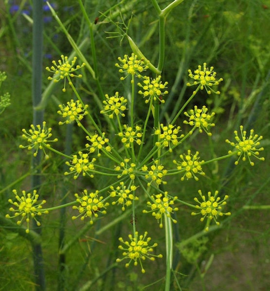 Doldenblütler mit gelben Blüten