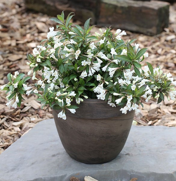 Im Bild ist ein blühender Blumenhartriegel in einem Topf zu sehen.