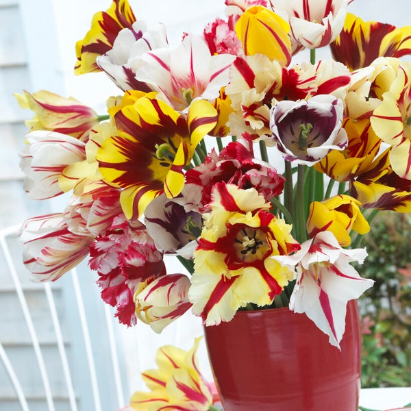 Bloomique - 20er-Mix - Tulipa-Rembrandt-Mix - Tulpenzwiebeln - Blumenzwiebeln - Frühlingsblüte - mehrjährige Pflanzen - wird bis zu 40-50 cm groß
