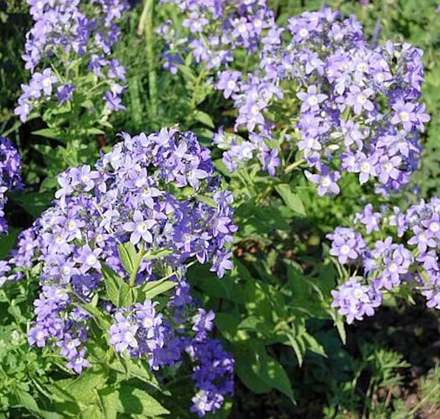 Blütenstand mit Scheidenblumen im Garten