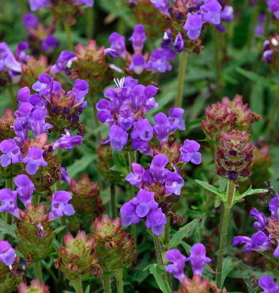 Nahaufnahme von Wiesenkopfblumen im Garten