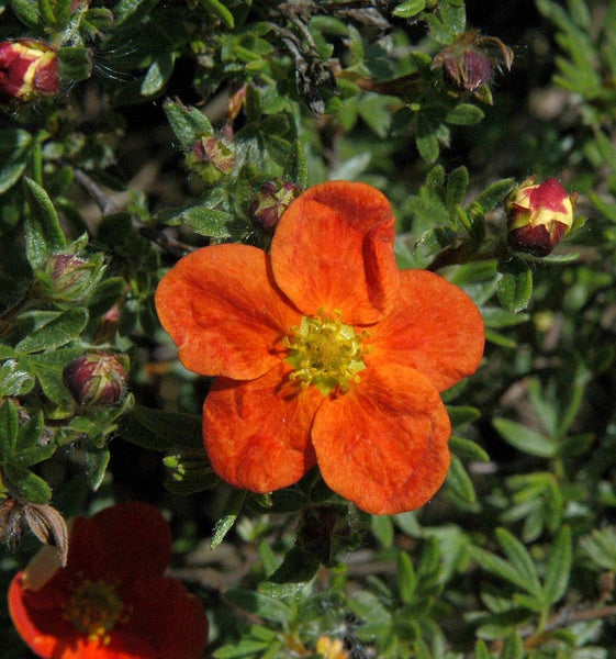 Orange blühende Potentilla Pflanze im Garten