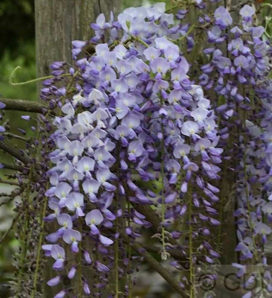 Blühende Glyzinie an einer Holzstruktur