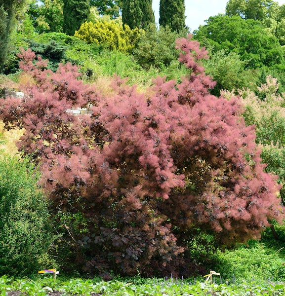 Perückenstrauch im Garten