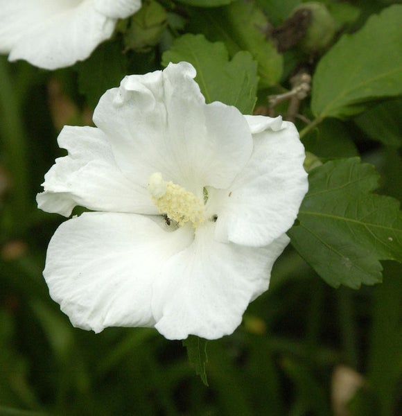 Nahaufnahme einer einzelnen, weißen Hibiskusblüte mit grünen Blättern