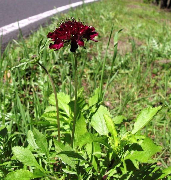 Blüte der Skabiose im Garten