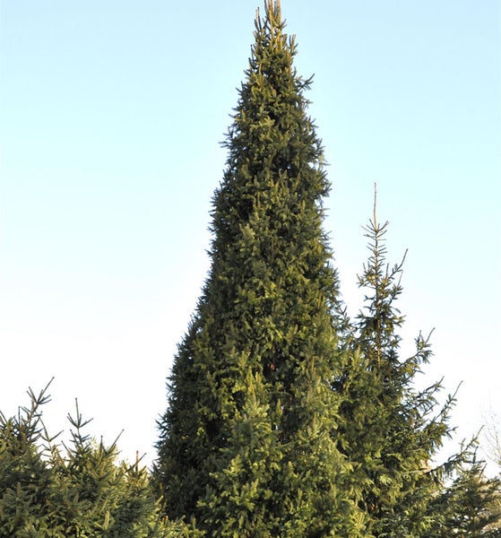 Hoher Nadelbaum vor blauem Himmel