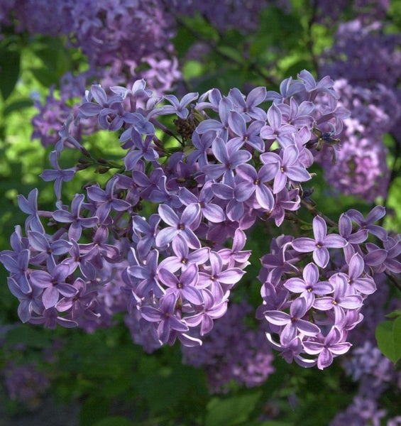 Nahaufnahme von blühendem Flieder