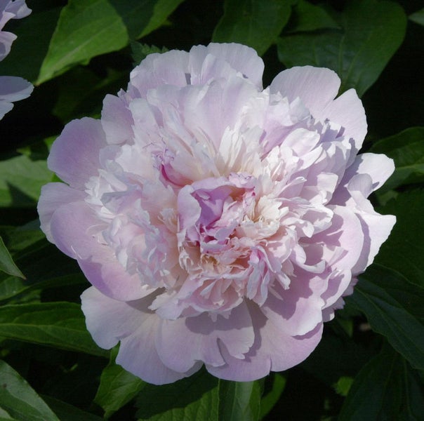 Nahaufnahme einer Pfingstrose mit Blütenblättern