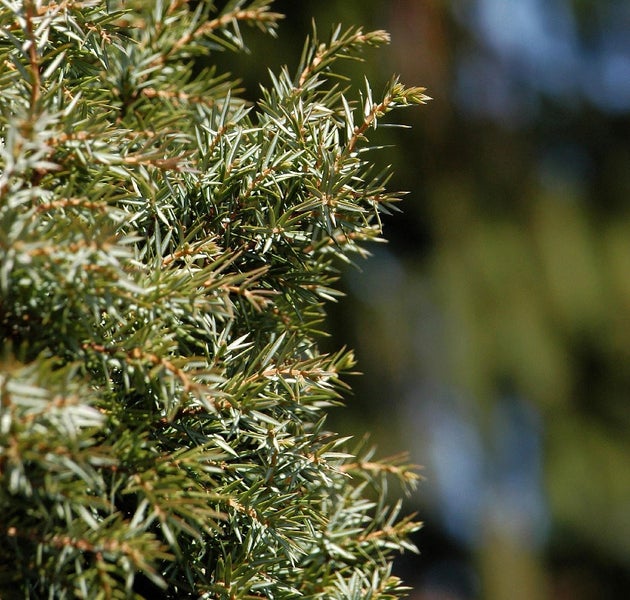 Nahaufnahme von Wacholderbusch mit Nadeln