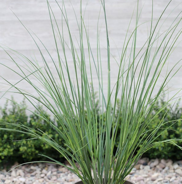 Grasbüschel im Garten