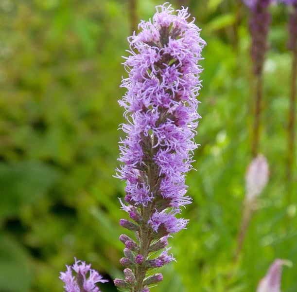 Violette Prärielilie im Garten
