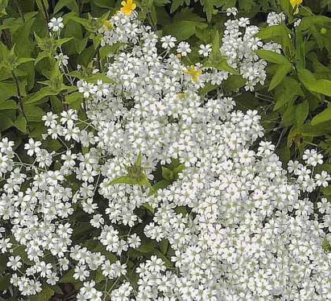 Blütenstand des Acker-Gipskrauts mit kleinen, weißen Blüten