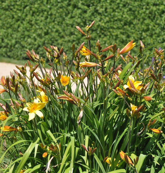 Gelbe Taglilien mit grünen Blättern im Garten.