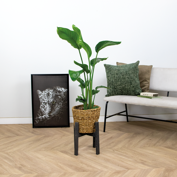 Strelitzia Nicolai inkl. Seegraskorb - Paradiesvogelpflanze - Lufcleaning - ⌀19 cm - ↕80-90 cm
