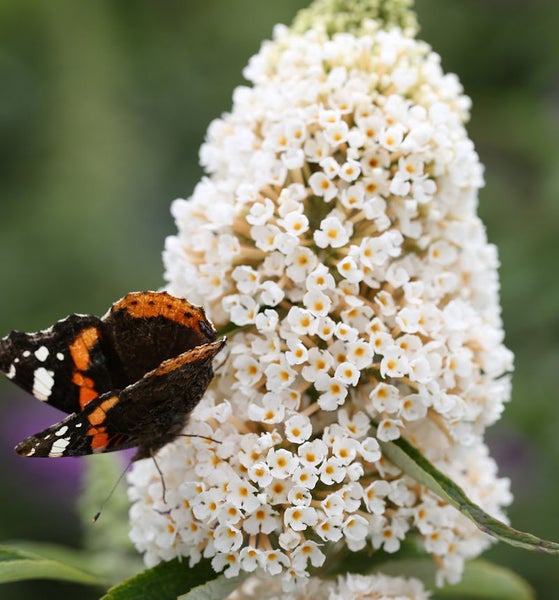 Schmetterling auf weißer Schmetterlingsfliederblüte