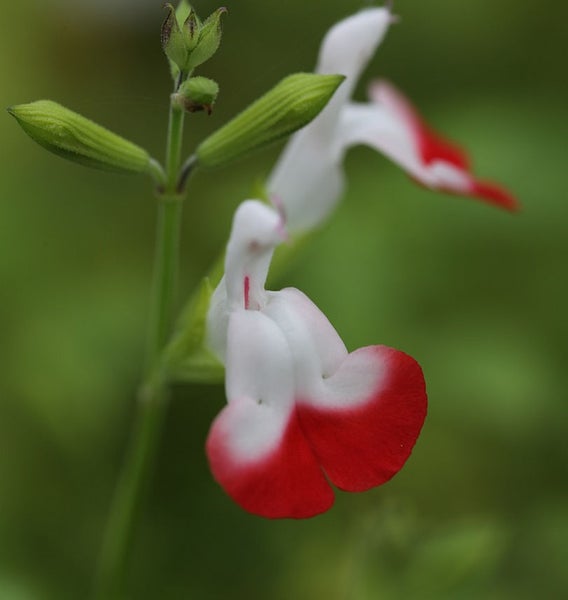 Nahaufnahme einer rot-weissen Salbeiblüte