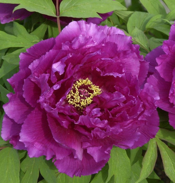 Nahaufnahme einer purpurfarbenen Pfingstrose mit gelben Staubgefäßen