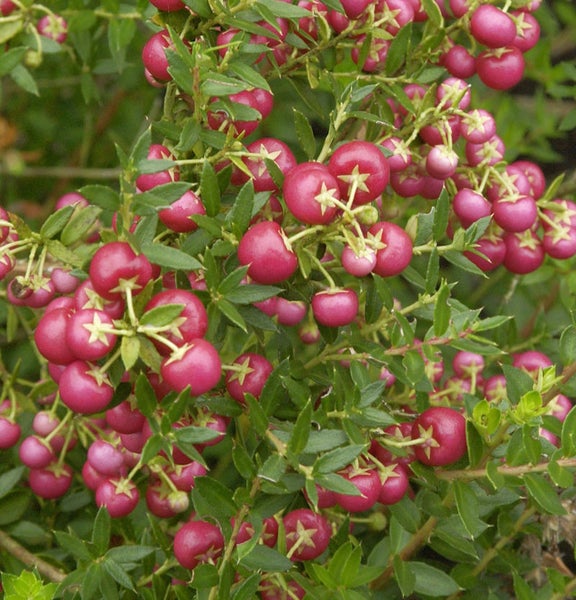 Strauch mit roten Scheinbeeren und grünen Blättern