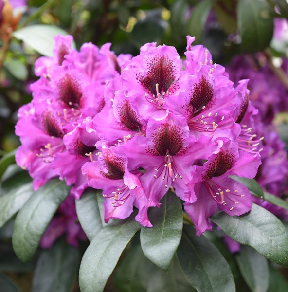 Nahaufnahme einer Blütendolde mit Rhododendronblüten