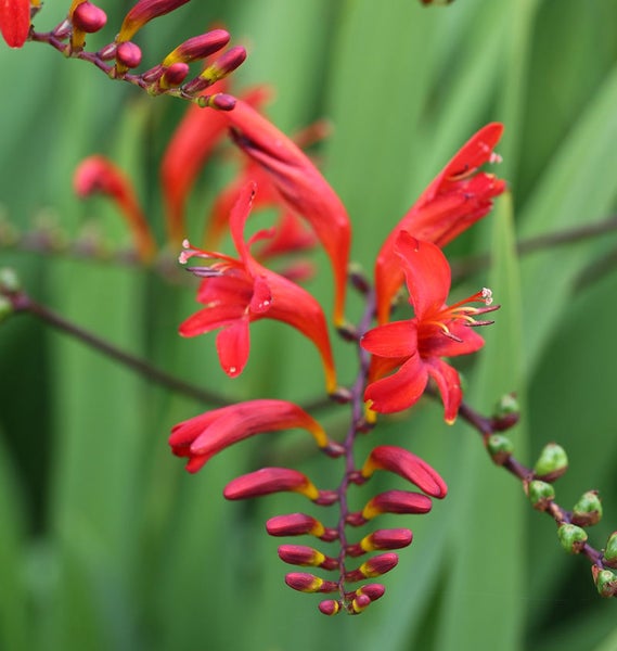 Nahaufnahme einer blühenden Crocosmia Pflanze