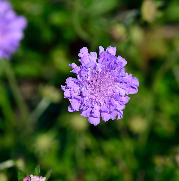 Nahaufnahme einer Scabiosa Blüte im Garten