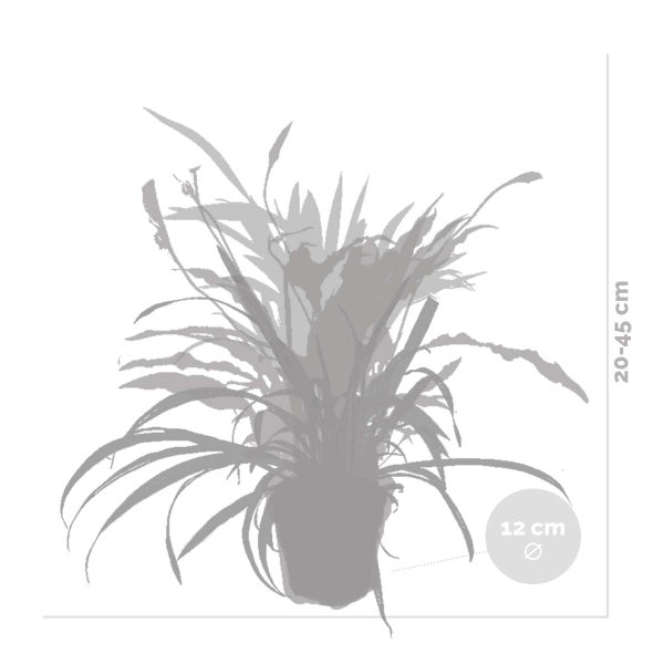 5x Pflegefreundliche Mischung – Chamaedorea-Sansevieria-Clusia-Dypsis-Dracaena – ⌀12 cm - ↕20-45 cm