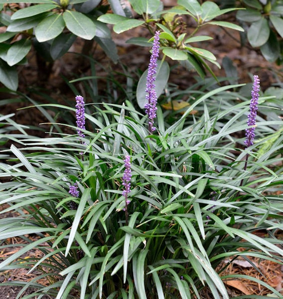 Liriope Muscari Pflanze im Gartenbeet
