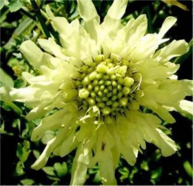 Nahaufnahme einer Scabiosa blume