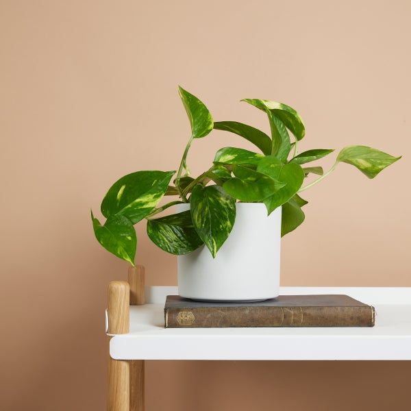 Bloomique - Scindapsus Aureum - Efeutute - Hängepflanze - Zimmerpflanzen - Kletterpflanzen für drinnen - Pflegeleicht - Luftreinigend - Höhe 10-20 cm - Topf 12 cm