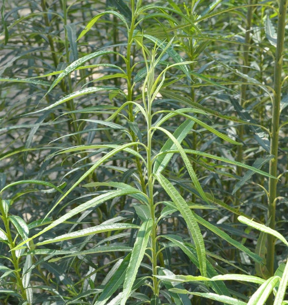 Nahaufnahme von schlanken, grünen Trieben einer Korkenzieherweide