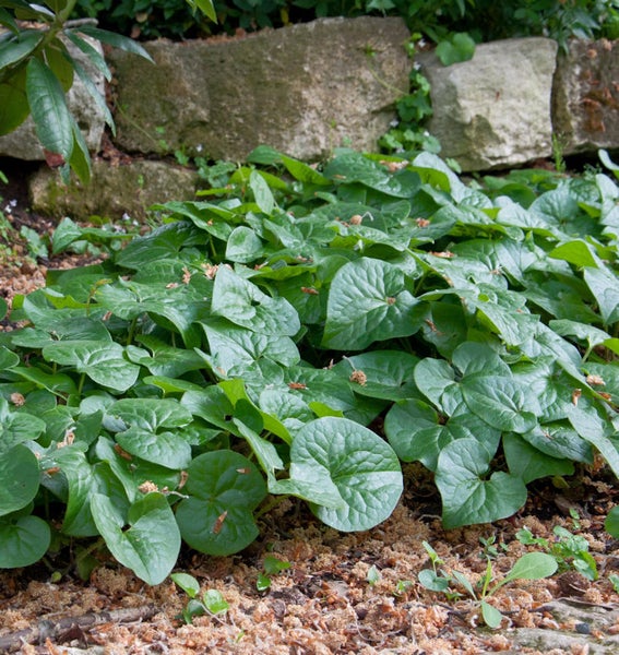 Gruppe von Haselwurz Pflanzen im Gartenbeet
