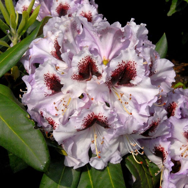 Nahaufnahme einer Rhododendronblüte mit hellen Blütenblättern und dunklen Flecken