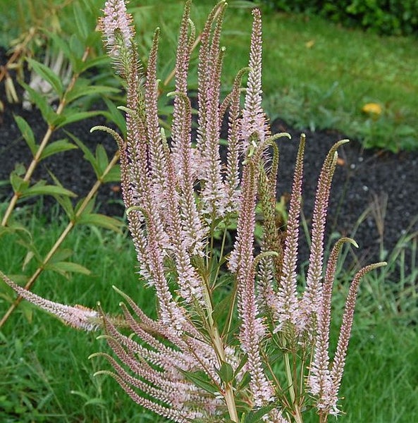 Aufrechte Ehrenpreis-Pflanze im Garten