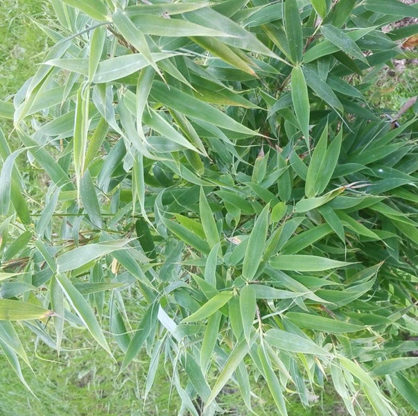 Bambuspflanze mit länglichen Blättern