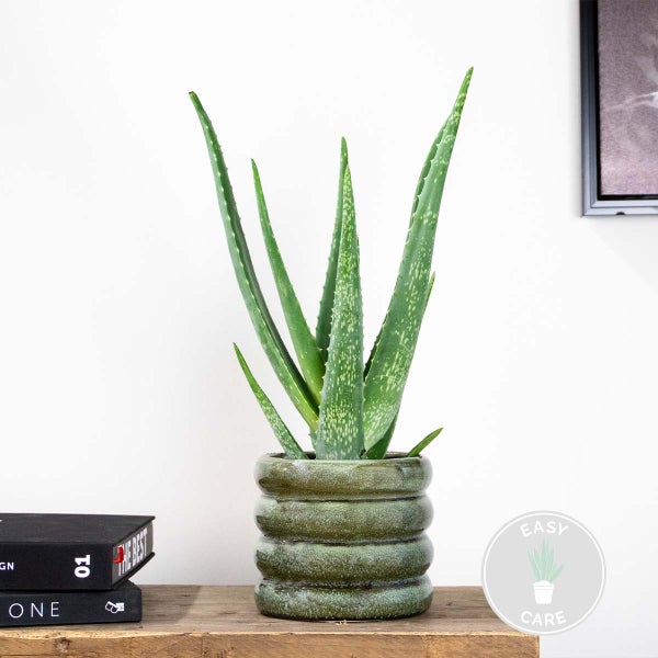 Bloomique - Aloe Vera Pflanze - Zimmerpflanzen - Sukkulenten - Sehr Pflegeleicht - Höhe 35-45 cm - Topf 12 cm