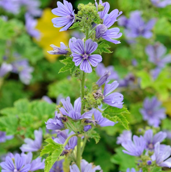 Nahaufnahme von Malva sylvestris mit violetten Blüten und grünen Blättern