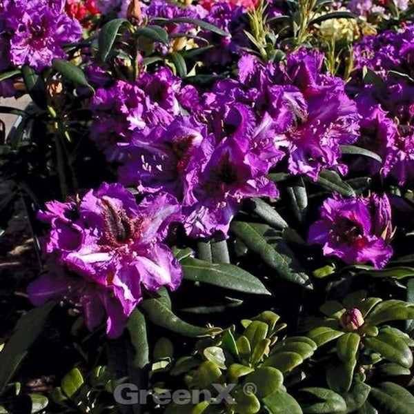 Nahaufnahme eines Rhododendron mit violetten Blüten.