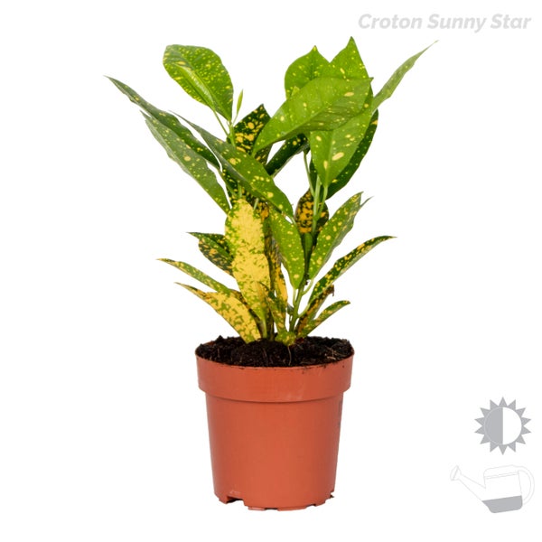 4x Tropische Zimmerpflanzenmischung – Musa-Chamaedorea-Codiaeum-Coffea – ⌀12cm-?25-40cm