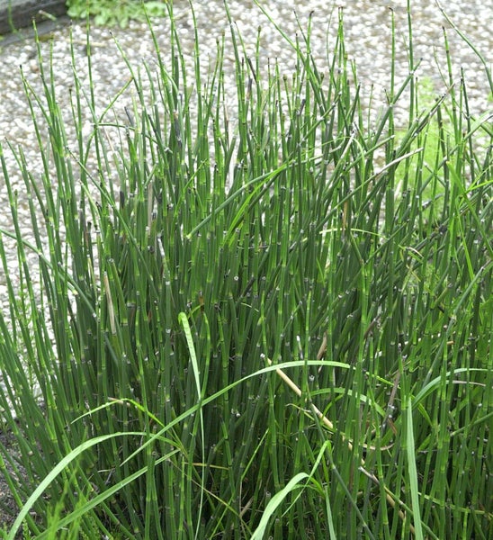 Schachtelhalm im Garten