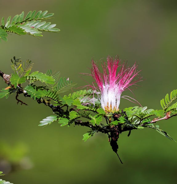 Blüte eines Seidenbaums mit grünen Blättern an einem Ast