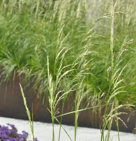 Dekorative Ziergräser im Gartenbeet.